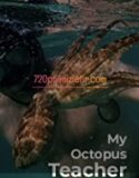 My Octopus Teacher Full Hd İzle